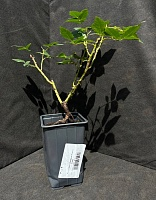 Роза чайно-гибридная Черная Магия